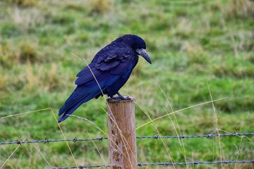 Rook Guardian bird of Stonehenge, Corvus frugilegus, Corvidae member, passerine order. Range Scandinavia, western Europe to eastern Siberia., Black-feathered whitish featherless face, United Kingdom. 