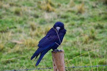 Rook Guardian bird of Stonehenge, Corvus frugilegus, Corvidae member, passerine order. Range Scandinavia, western Europe to eastern Siberia., Black-feathered whitish featherless face, United Kingdom. 