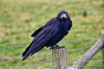 Rook Guardian bird of Stonehenge, Corvus frugilegus, Corvidae member, passerine order. Range Scandinavia, western Europe to eastern Siberia., Black-feathered whitish featherless face, United Kingdom. 