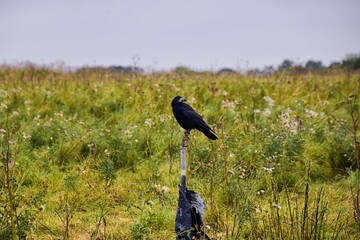 Rook Guardian bird of Stonehenge, Corvus frugilegus, Corvidae member, passerine order. Range Scandinavia, western Europe to eastern Siberia., Black-feathered whitish featherless face, United Kingdom. 
