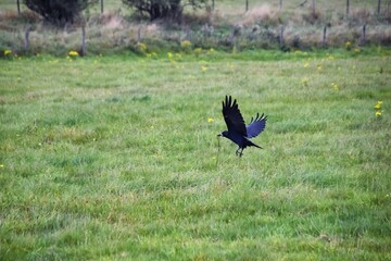 Rook Guardian bird of Stonehenge, Corvus frugilegus, Corvidae member, passerine order. Range...