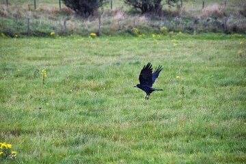 Rook Guardian bird of Stonehenge, Corvus frugilegus, Corvidae member, passerine order. Range Scandinavia, western Europe to eastern Siberia., Black-feathered whitish featherless face, United Kingdom. 