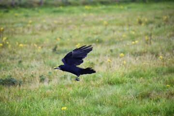 Rook Guardian bird of Stonehenge, Corvus frugilegus, Corvidae member, passerine order. Range Scandinavia, western Europe to eastern Siberia., Black-feathered whitish featherless face, United Kingdom. 