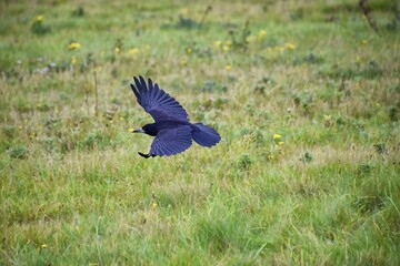 Rook Guardian bird of Stonehenge, Corvus frugilegus, Corvidae member, passerine order. Range Scandinavia, western Europe to eastern Siberia., Black-feathered whitish featherless face, United Kingdom. 