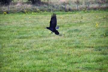 Rook Guardian bird of Stonehenge, Corvus frugilegus, Corvidae member, passerine order. Range Scandinavia, western Europe to eastern Siberia., Black-feathered whitish featherless face, United Kingdom. 