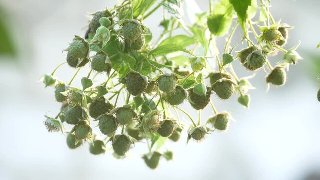 Close up photo of unripe green and white raspberry berries growing on the bush on blurred background