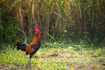 bantam chicken walk near paddy rice field