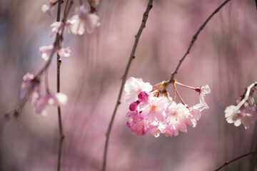Closeup pink cherry blossom or sakura bloom