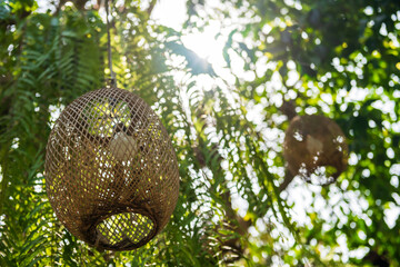 Light bulb with weave rattan lamp hang on tree