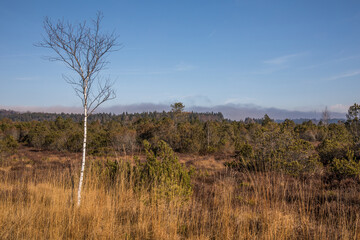 Obraz premium Einsame Birke in einer Moorlandschaft