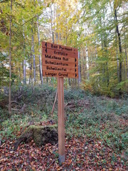 on the way in the forest near bad pyrmont 