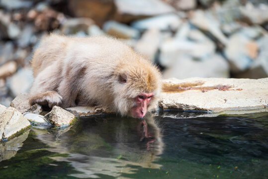 Japanese snow monkey  drink hot spring water in winter