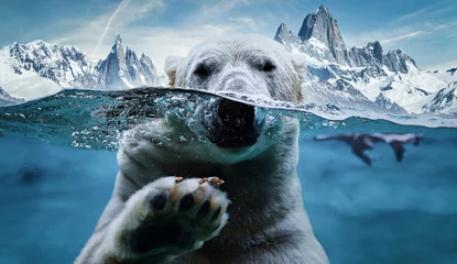 Poster IJsbeer dieren in het wild ijsbeer antarctica © sko