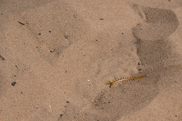 Scolopendra in an african desert. Sand around. Namibia