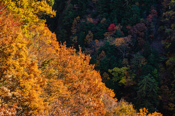 Fototapeta premium 奈川渡ダムからの紅葉
