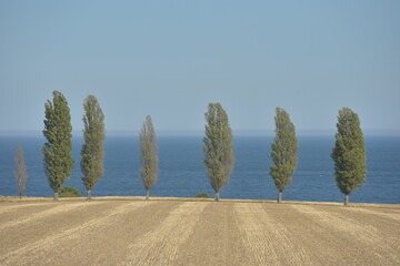cactus in the desert