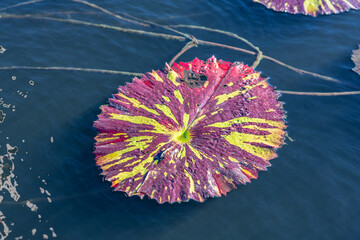 A beautiful tricolor lily pad on a pond