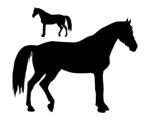 a set of silhouettes of horses, black images isolated on a white background.