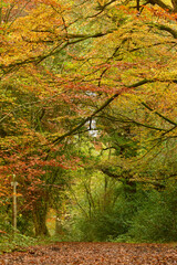 Beautiful broadleaved woodland in autumn in UK