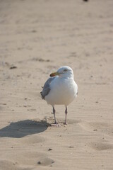 Seagull Den Haag Beach