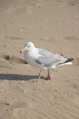 Seagull Den Haag Beach