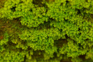 Obraz premium Lush green moss