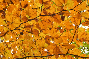 Autumn beech trees in UK woodland