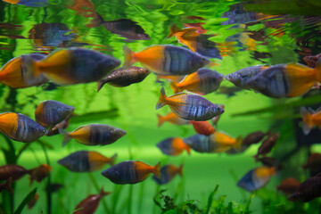 Fototapeta na wymiar Boeseman's rainbowfish - Melanotaenia boesemani. Fish in the aquarium. Fish under water. Blur.