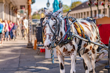 A beautiful mule ready to take tourists on a ride in Jackson Square, in the French Quarter, in New Orleans, Louisiana. - obrazy, fototapety, plakaty