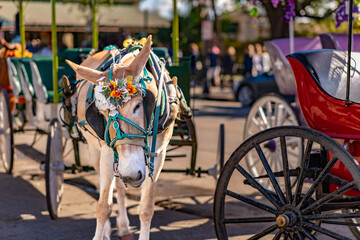 A beautiful mule ready to take tourists on a ride in Jackson Square, in the French Quarter, in New...