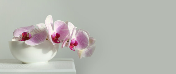 Pink phalaenopsis orchid flower in bowl on white interior. Selective soft focus. Minimalist still life. Light and shadow nature background.