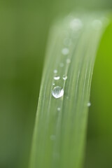 water drops on a leaf