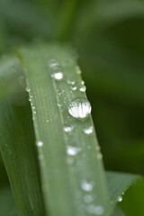 water drops on a leaf