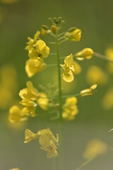 yellow flower on a green background