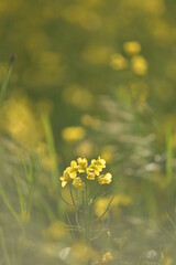 flowers in the water