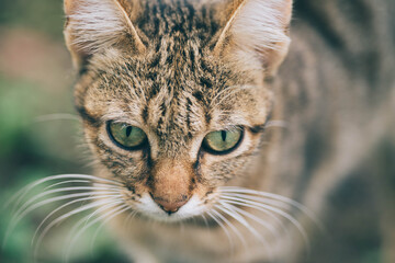 Portrait of a green-eyed cat, Adorable cat