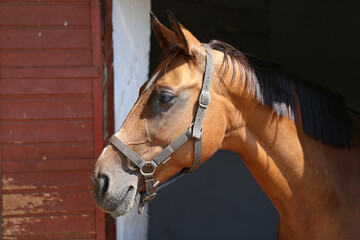 Purebred racehorse standing in the barn