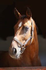 Purebred racehorse standing in the barn