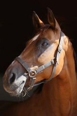 Fototapeta premium Purebred racehorse standing in the barn
