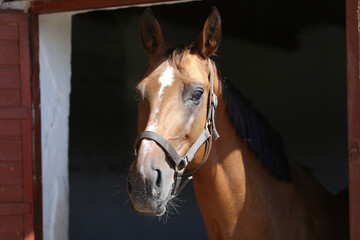Purebred racehorse standing in the barn