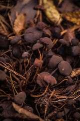 dried leaves