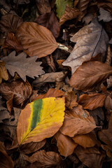 autumn leaves on the ground