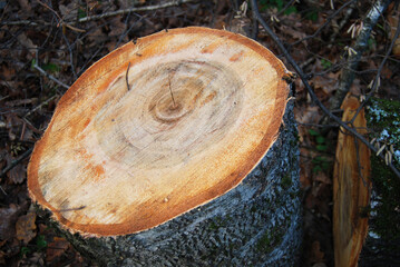 A cut of a sawn birch, a felled tree, a tree stump in the forest.