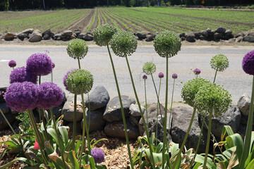 beautiful purple gladiator alliums in a garden in full bloom with a field and trees in the background
