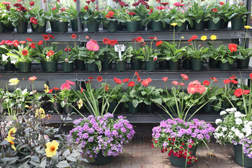 beautiful display of various potted flowers and plants for sale in a greenhouse 