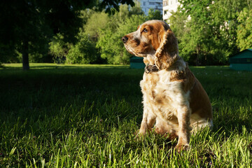 The dog for a walk sits in the grass and basked in the evening sun.