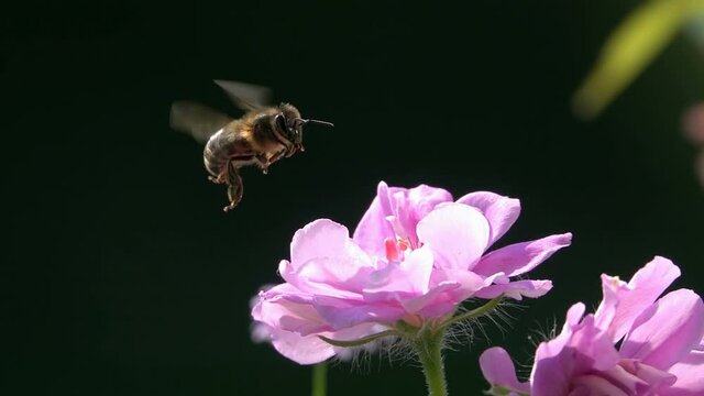 Bees, on Pink Flower. Rose flower. slow-motion. Accident. bees hit each other.