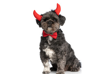 little naughty metis dog wearing devil horns