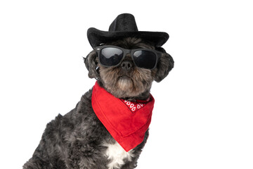 cool mysterious dog wearing a black hat, sunglasses