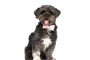 cute little metis dog sticking his tongue